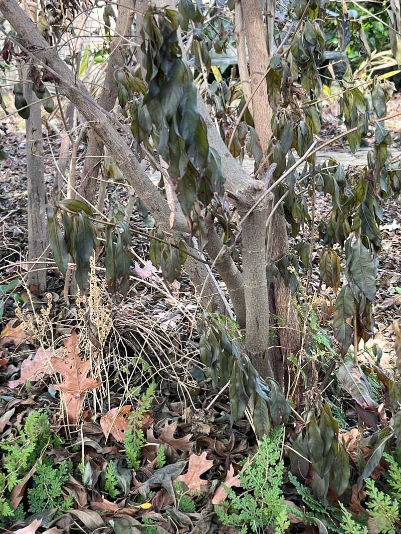 Stems Are Dry, Brittle, And Snap Easily