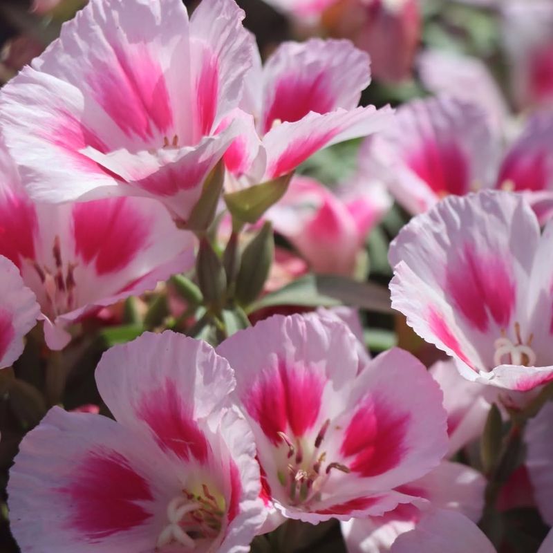 Farewell To Spring (Clarkia amoena)