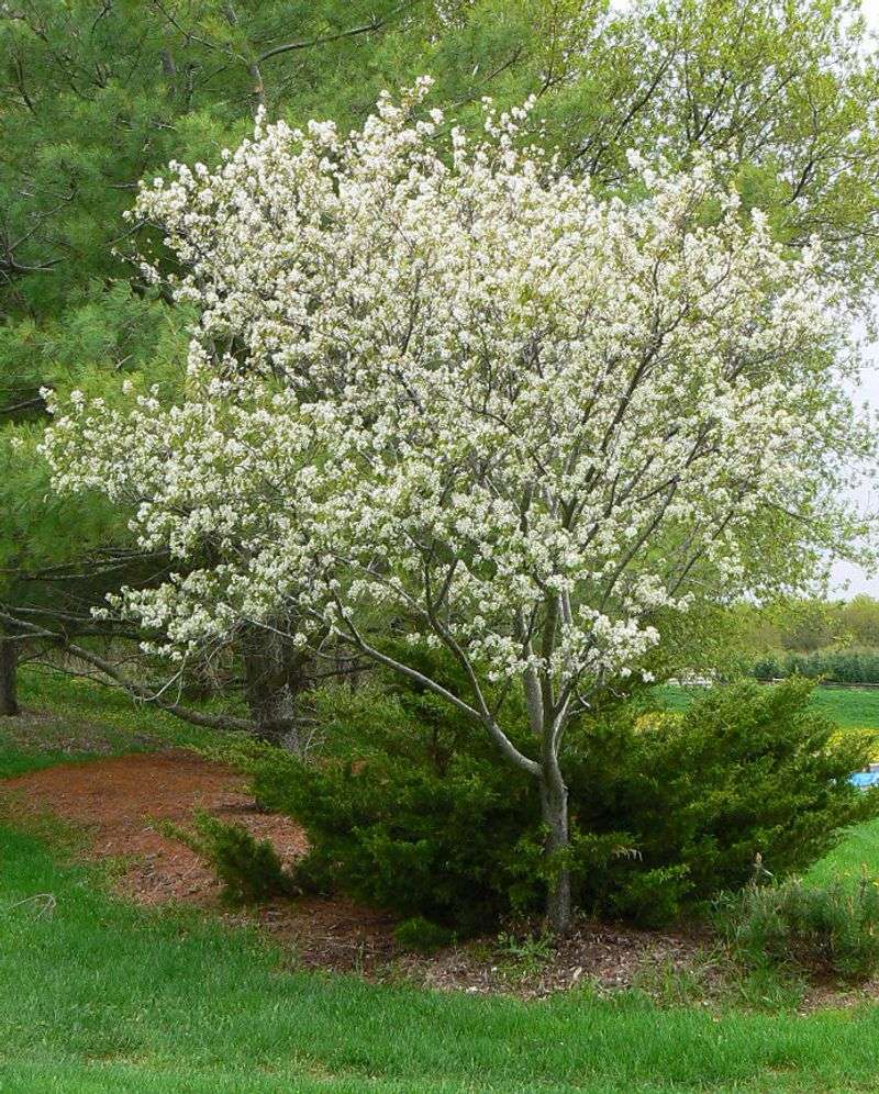 Bradford Pear To Serviceberry (Amelanchier Canadensis)