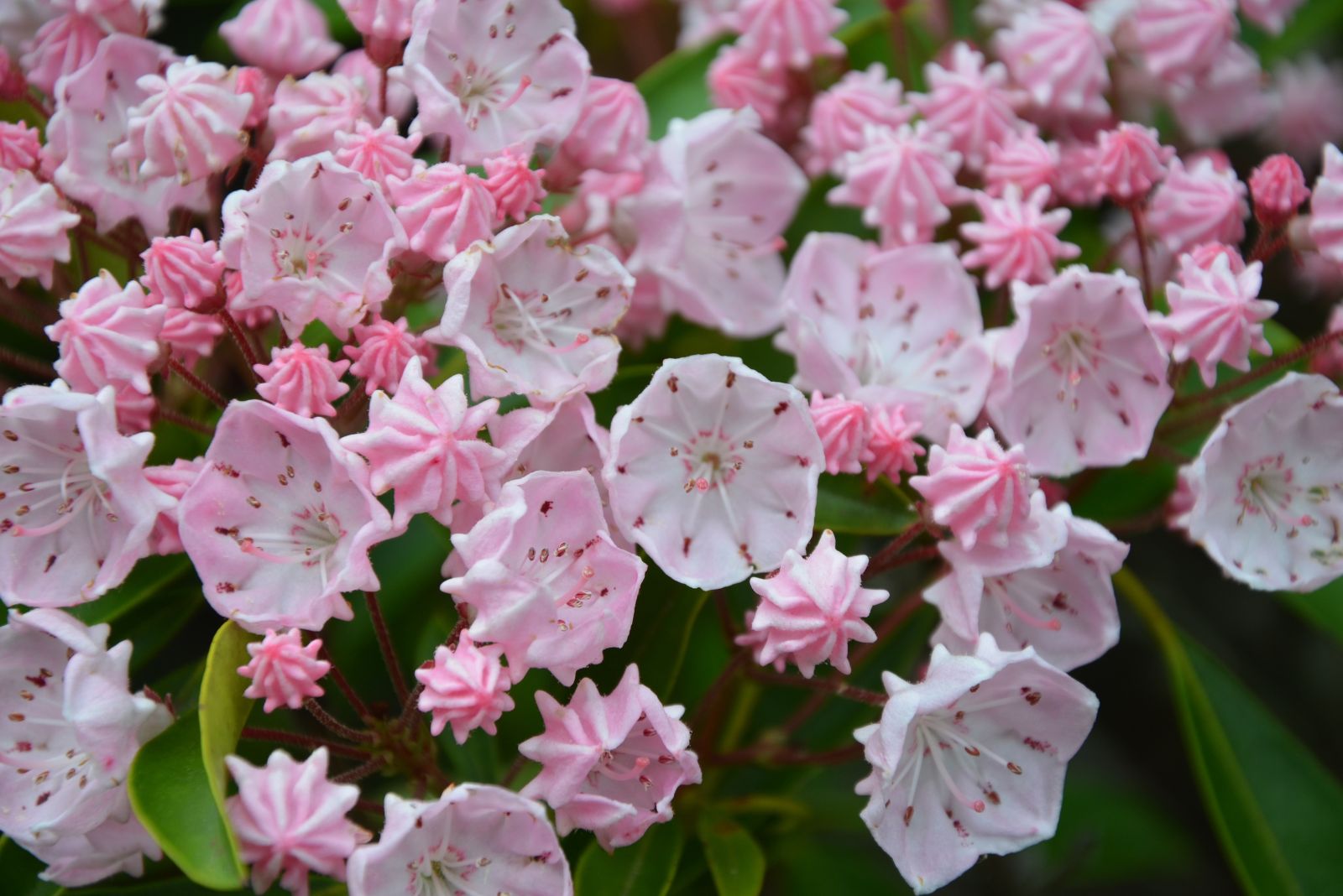 north carolina native flowers