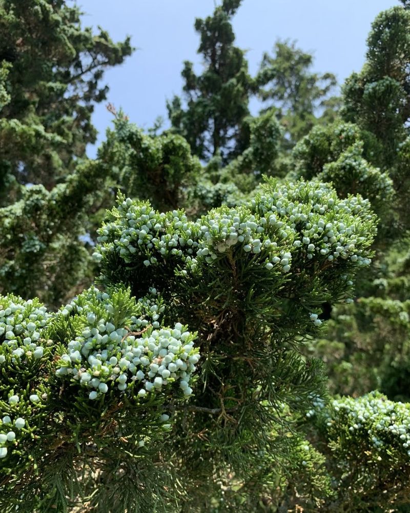 Eastern Red Cedar (Juniperus virginiana)