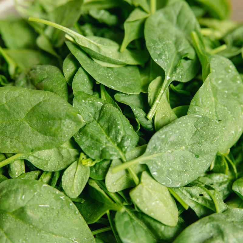 Spinach Thrives In Cool Weather And Greens Up Quickly
