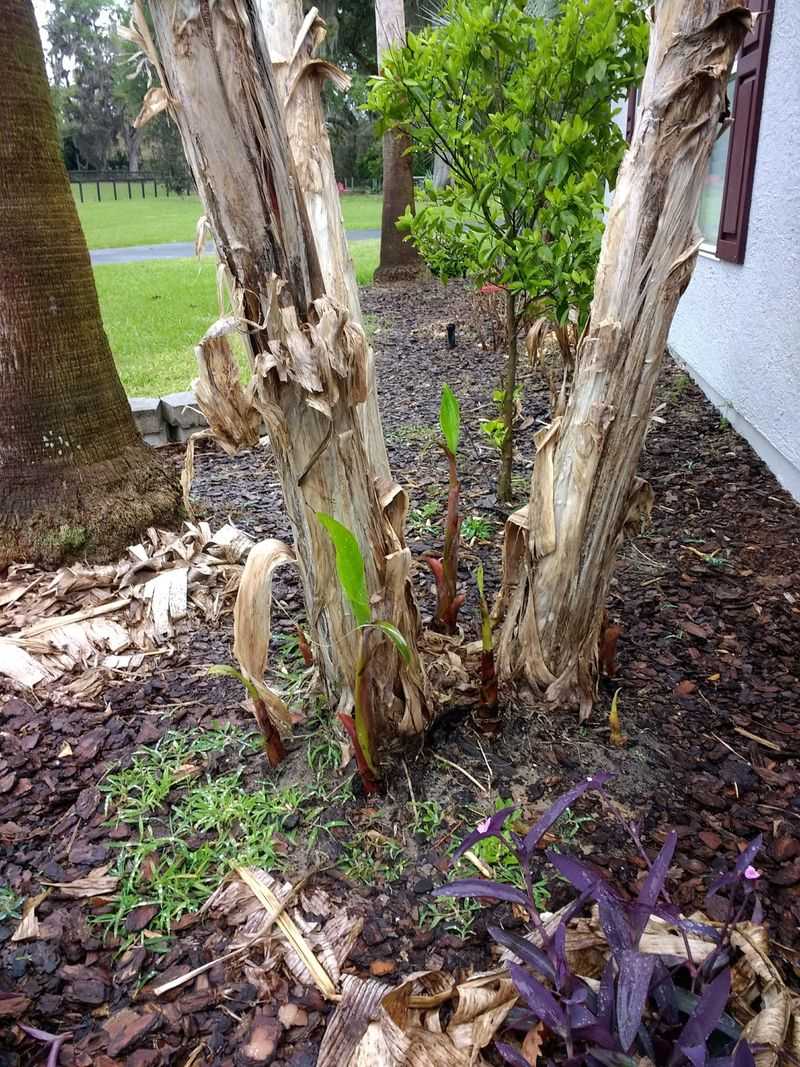 New Shoots Mean A Comeback Is Coming