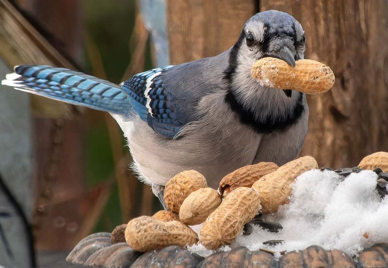 Blue Jay And Their Preference For Peanuts And Seeds