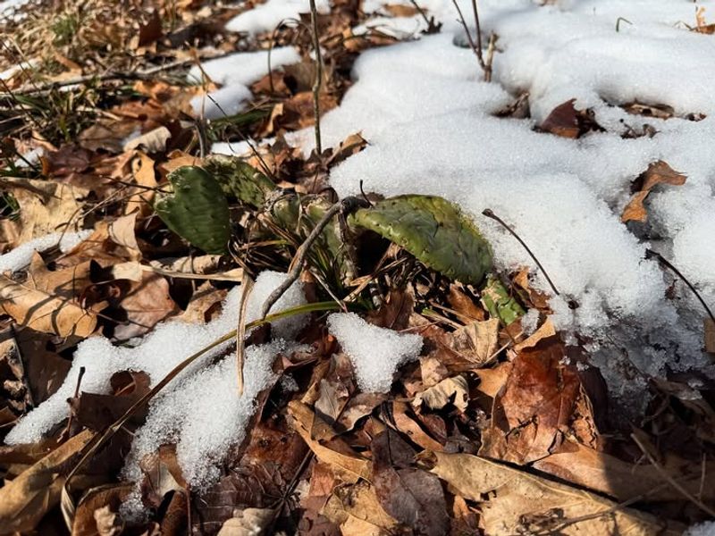 The Upper Peninsula Commonly Experiences Hard Frost Until Late May