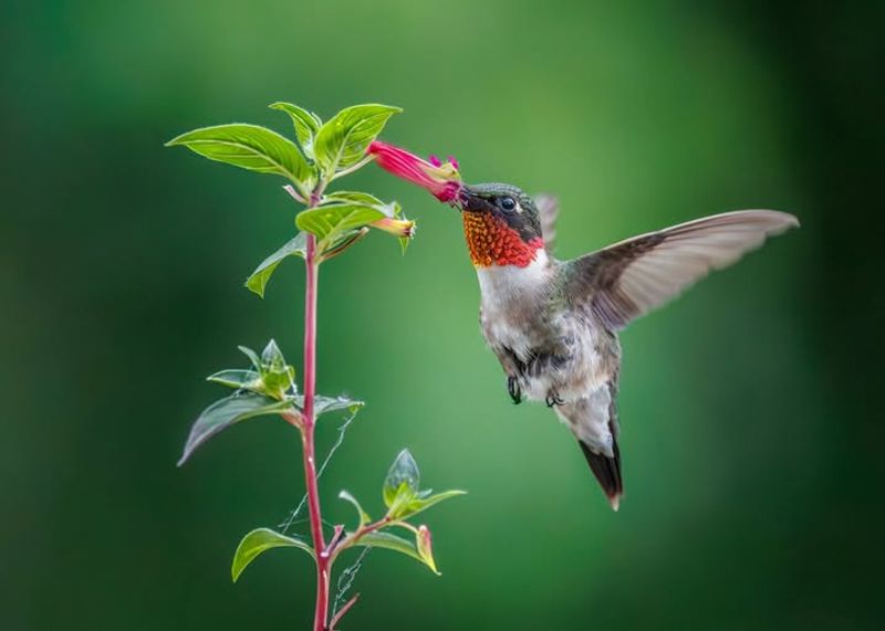 Ruby Throated Hummingbirds Return In Early To Mid April