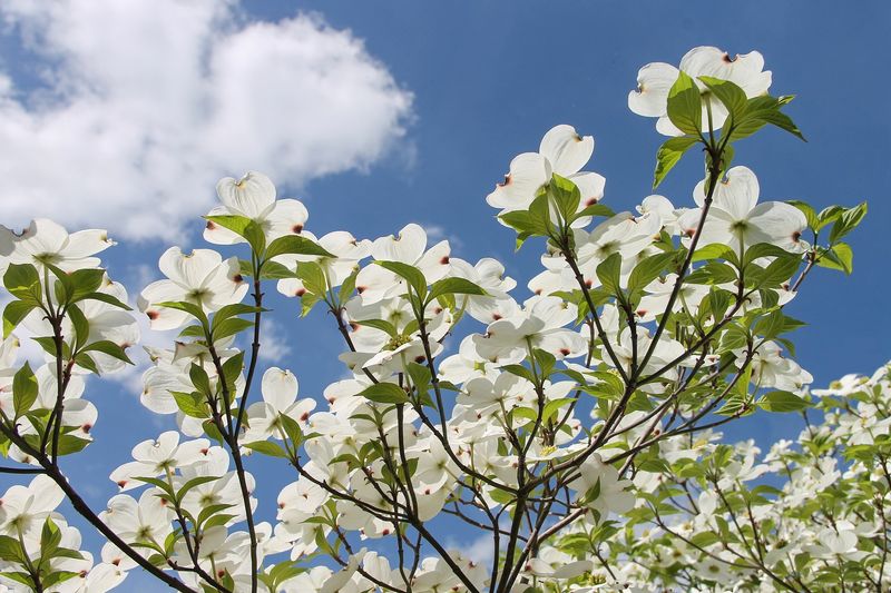 Flowering Dogwood A Springtime Favorite