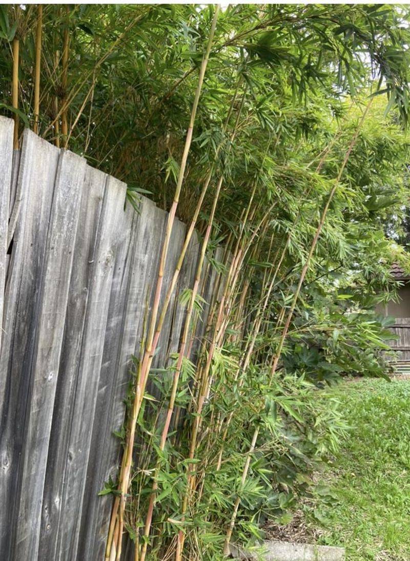 Bamboo Spreads Out Of Control