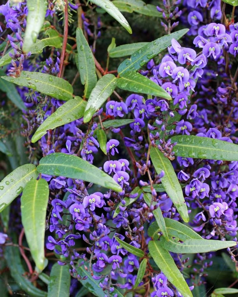 Winter Blooms That Show Up When Most Gardens Look Bare