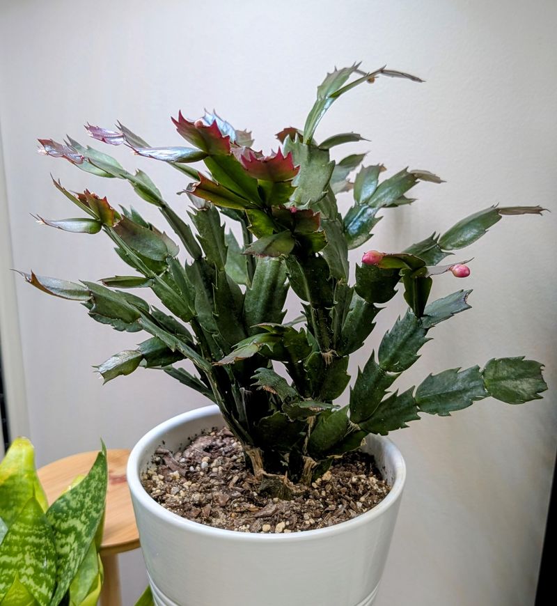 No Cool Rest Period In Late Winter