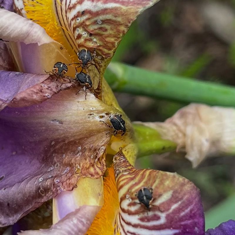 Pests And Rot Damage Rhizomes