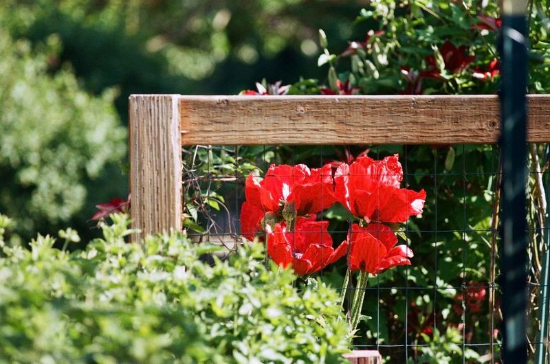 Spring Comes Slow… Then All At Once!