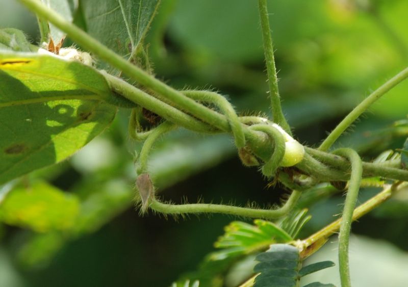 Notice The Thick, Twining Stems