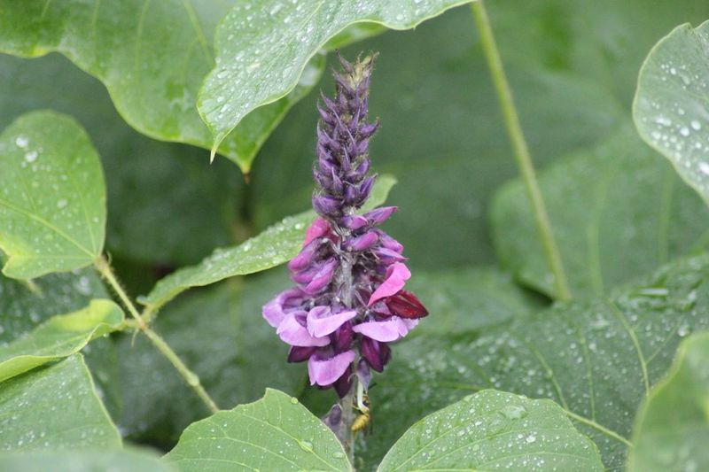 Watch For Purple, Grape-Like Flowers In Late Summer