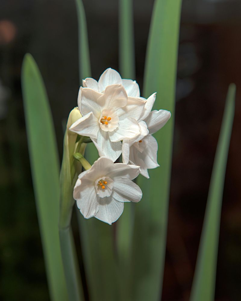 December Welcomes Narcissus And The Theme Of Renewal