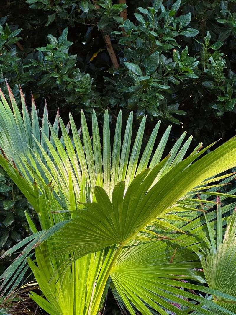 Different Palm Species Respond Differently
