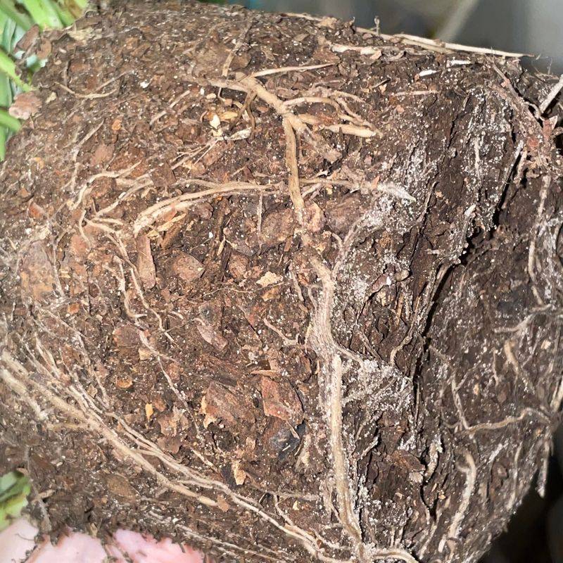 Roots Struggle In Poor Soil Conditions