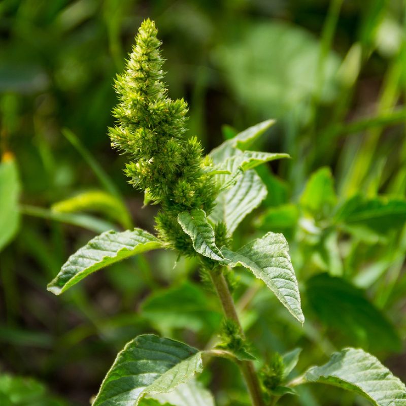 Pigweed (Amaranth)
