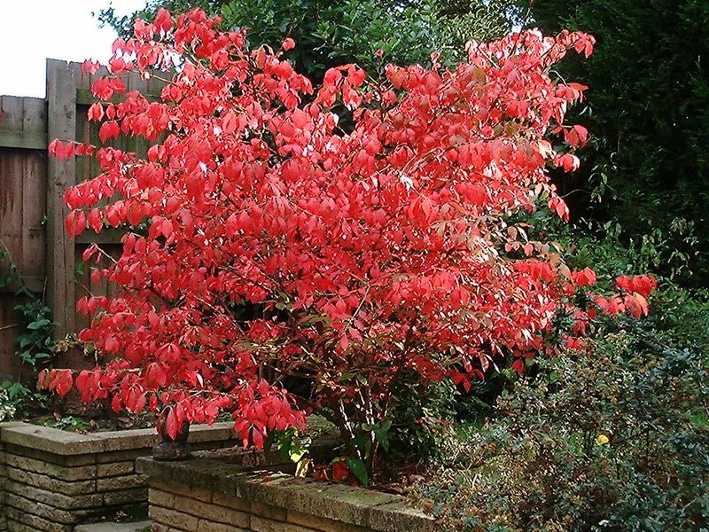 Burning Bush (Euonymus alatus)