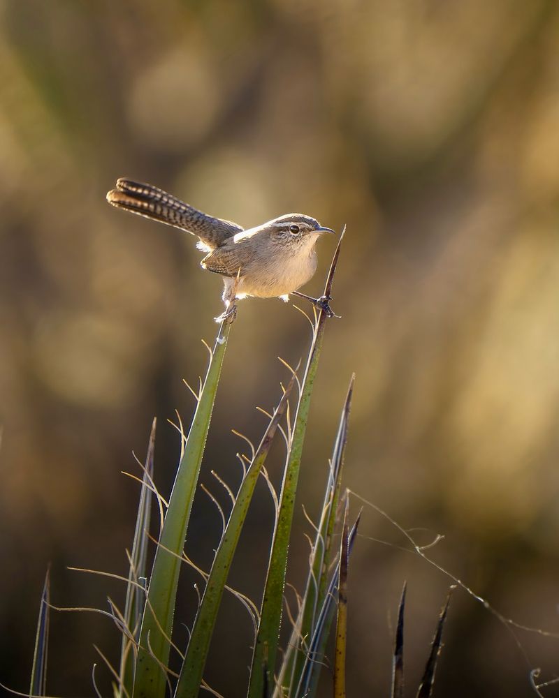 Bewick's Wren