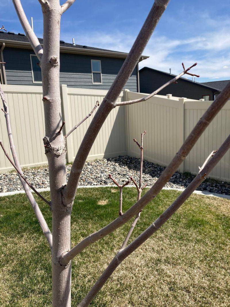 Maple Trees Are Safer To Trim Before Sap Starts Flowing