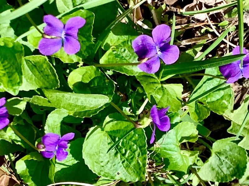 Violet Plants Support Fritillary Butterfly Caterpillars