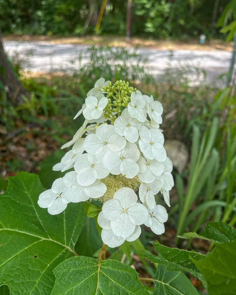 Large Cone-Shaped Blooms That Hold Their Shape In Southern Heat