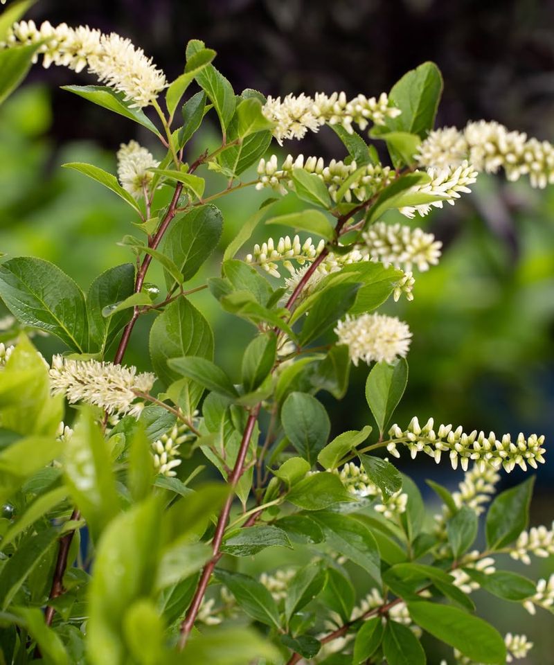 Virginia Sweetspire Creates A Soft Natural Border