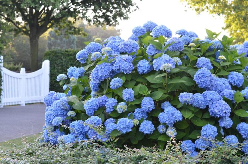 French Hydrangea Adds Bold Summer Blooms