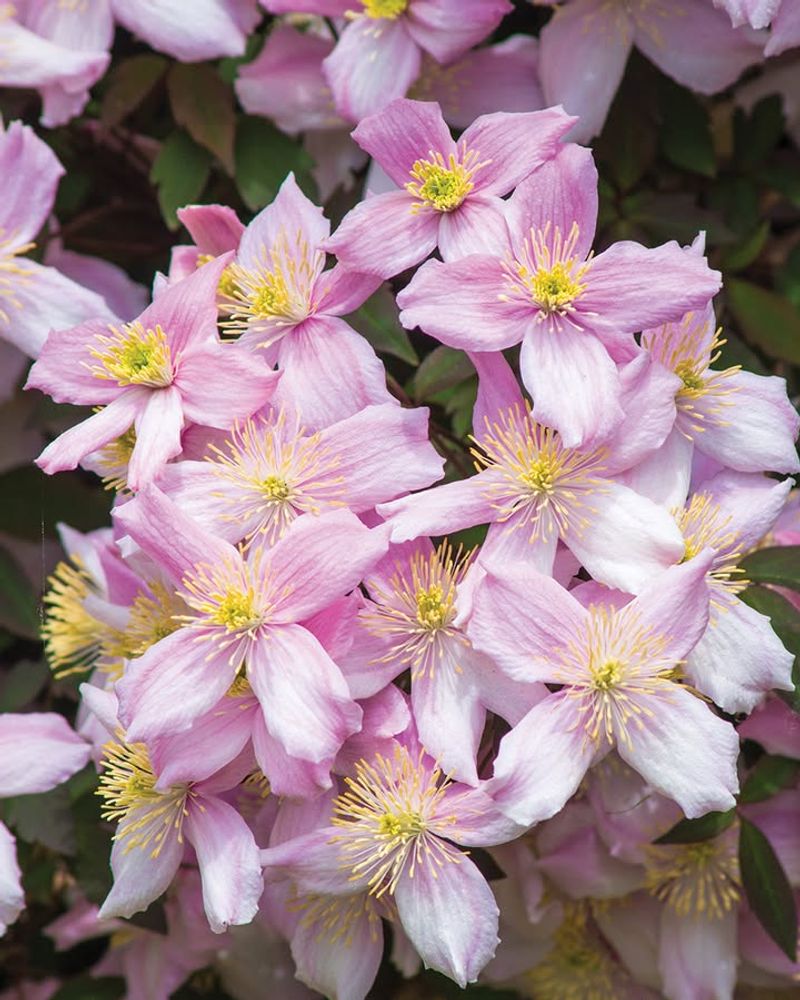 Clematis (Clematis Spp.)