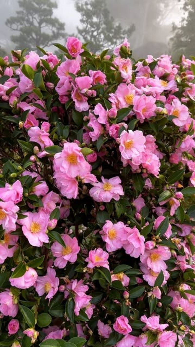 Camellia Sasanqua (Camellia Sasanqua)