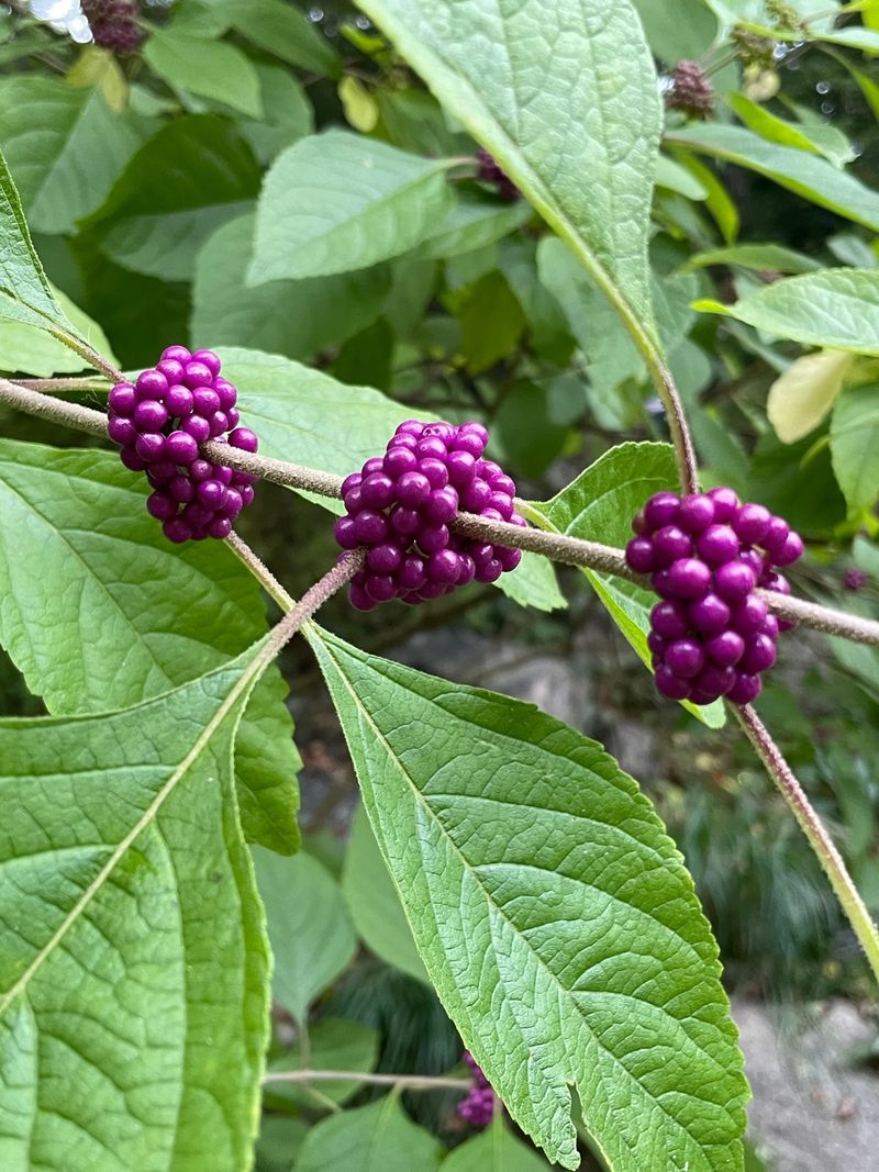 American Beautyberry Tolerates Bare Branches And Sudden Cold