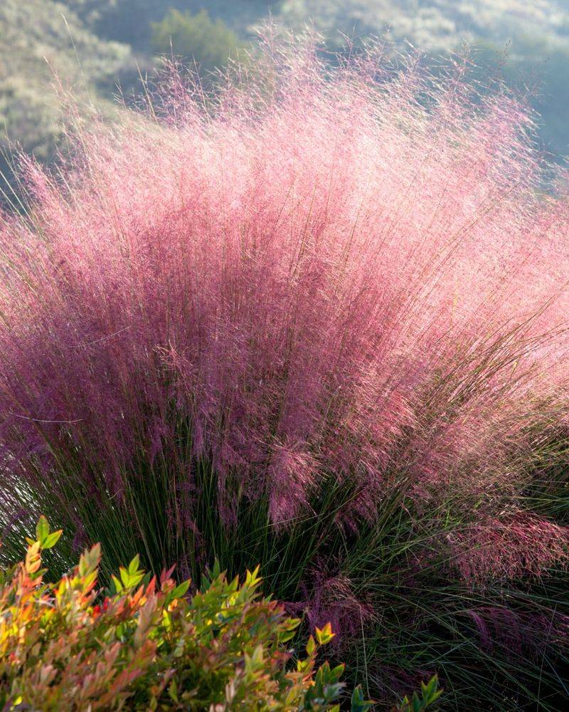 Muhly Grass Adds Fall Color Without Extra Watering