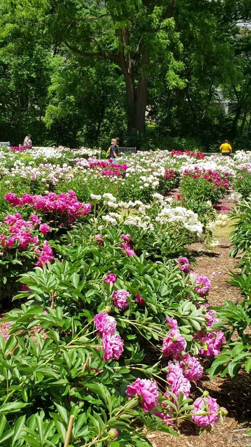 Attend Cultural Events Like Shakespeare In The Arb