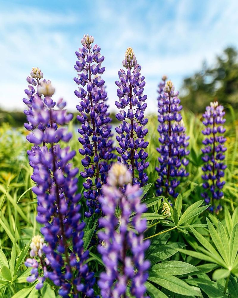 Streambank Lupine