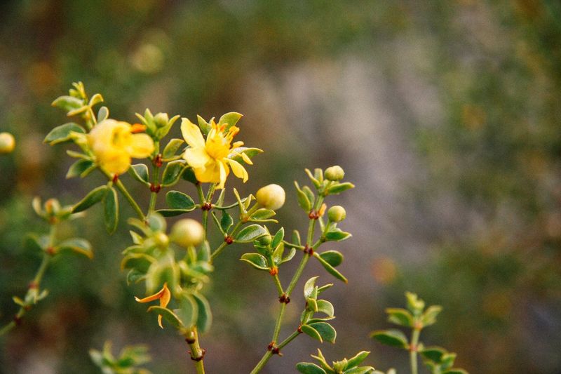 Creosote Bush Holds Up In Harsh Desert Conditions