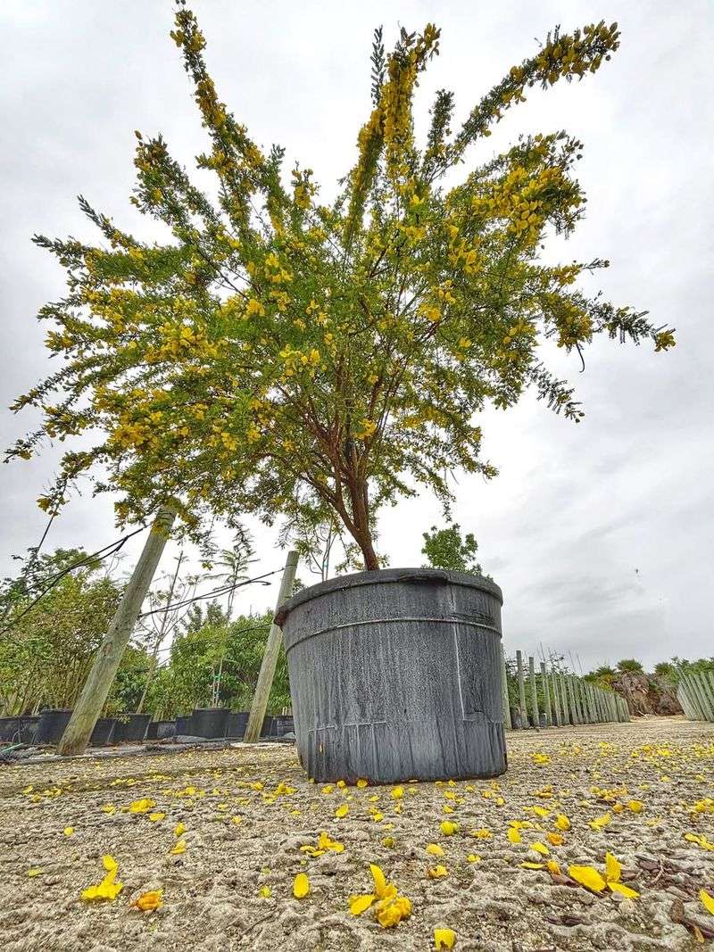 Desert Senna Brings Golden Flowers And Hardy Growth