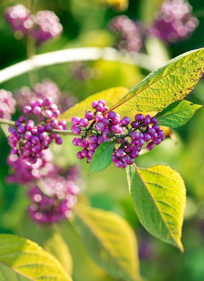 Plant Native Berry-Producing Shrubs And Trees