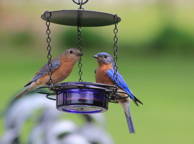 Offer Foods Bluebirds Love