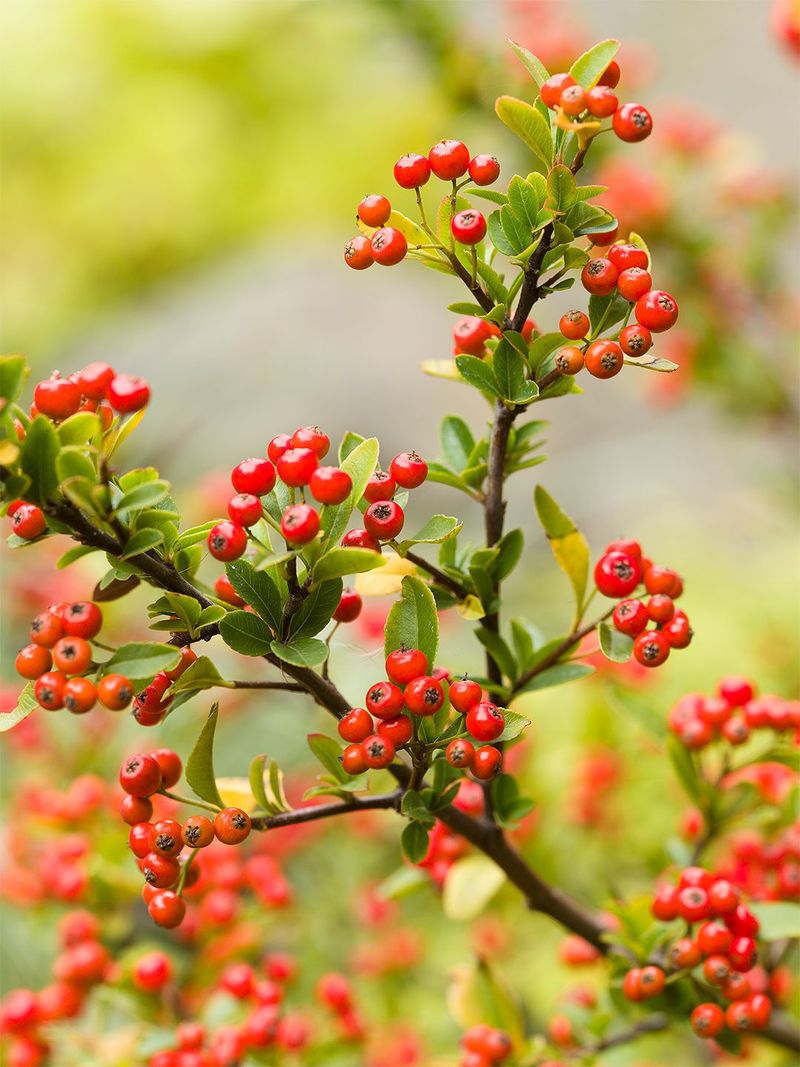 Plant Native Berry-Producing Shrubs
