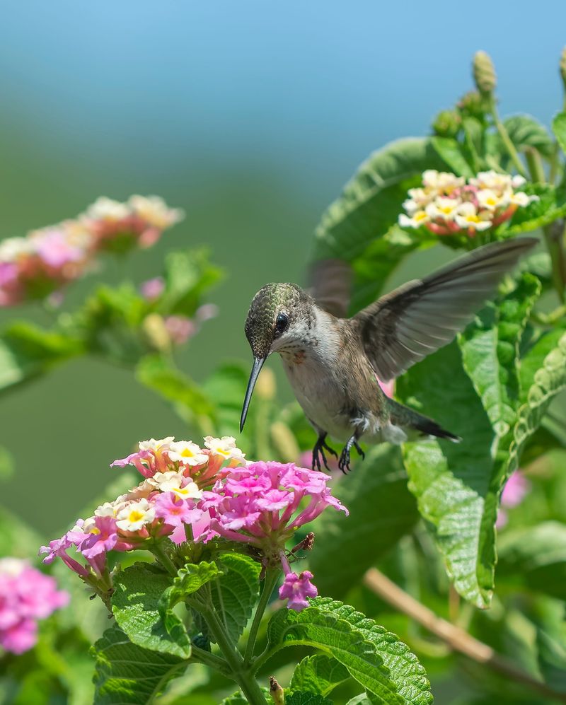 Provide Shrubs And Trees For Shelter