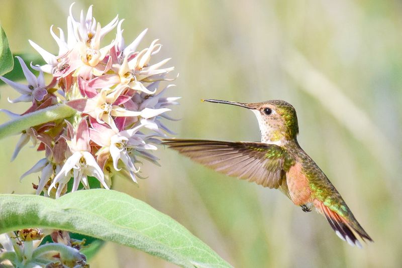 Provide Shelter And Perching Areas