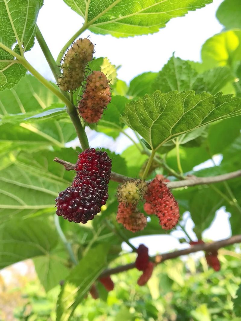 Support Many Birds With Red Mulberry