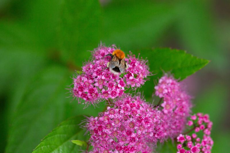 Supports Pollinators With Nectar-Rich Flowers