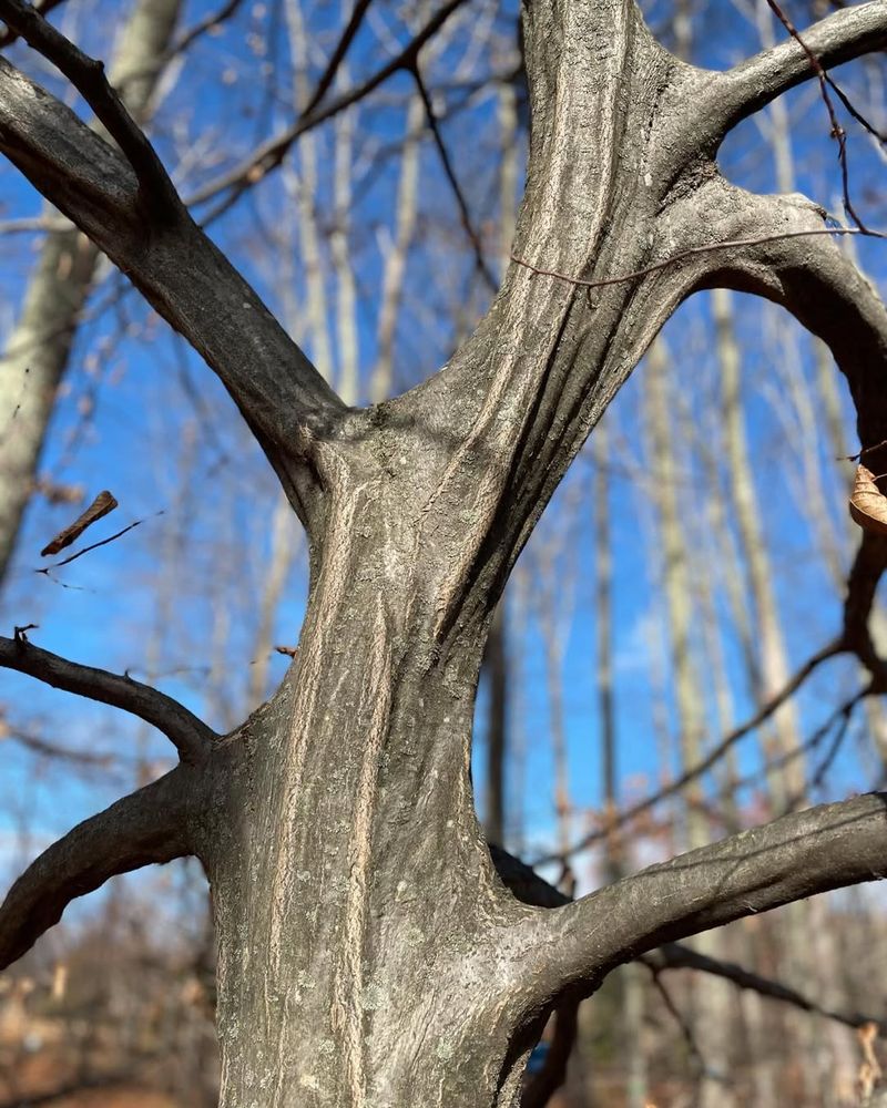 American Hornbeam Offers Strength And Year-Round Interest