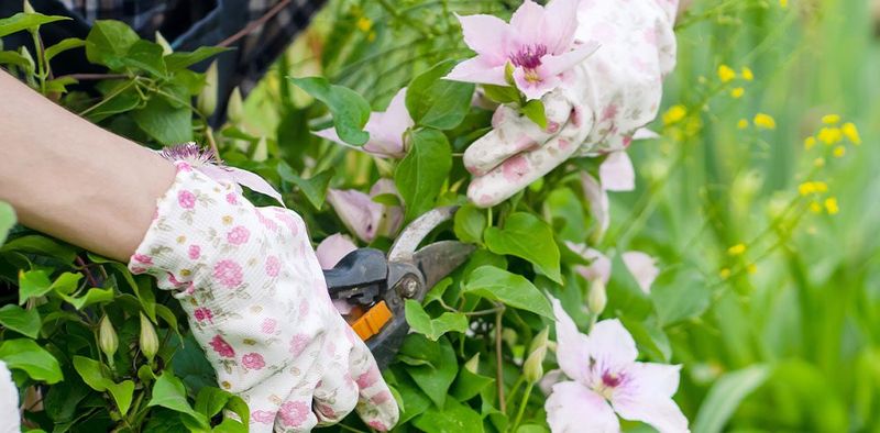 Know Your Clematis Type Before You Touch The Pruners