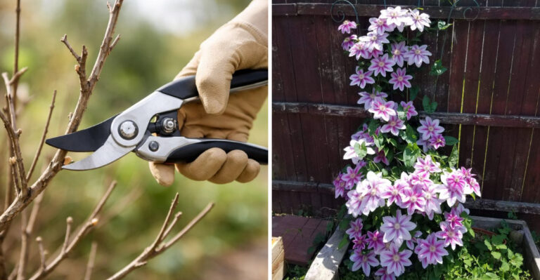 prune clematis