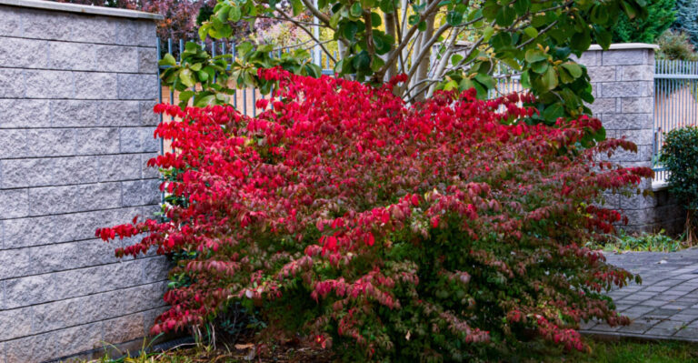 burning bush