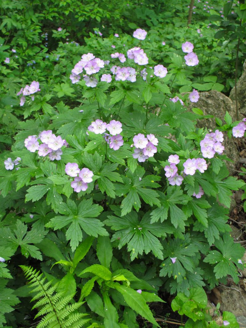 Wild Geranium Thrives Quietly In Shade And Clay