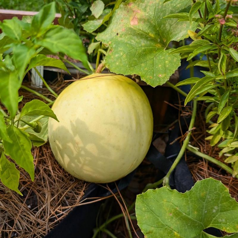 Melon Varieties (Honeydew, Galia, Etc.)